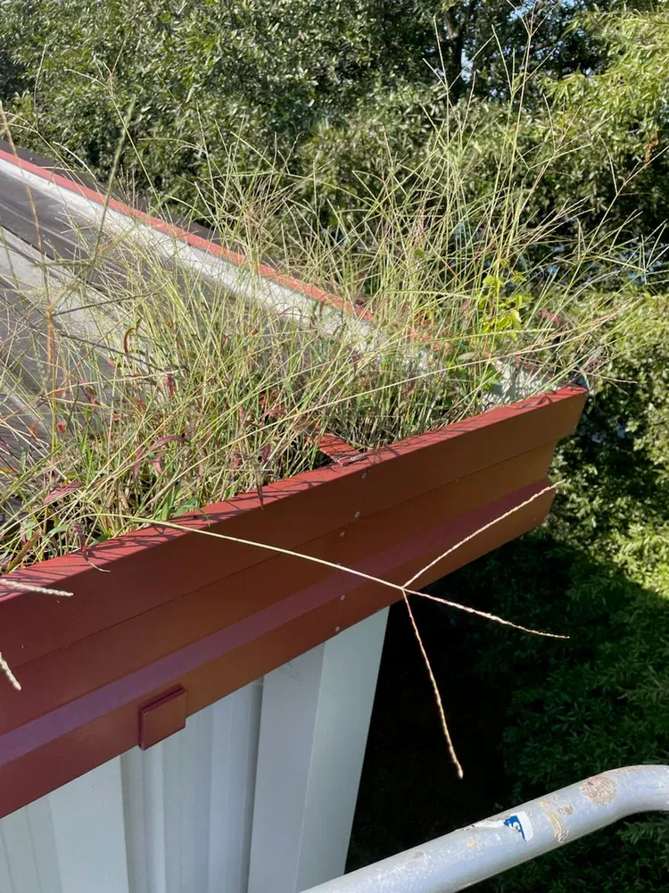Commercial gutter filled with leaves.